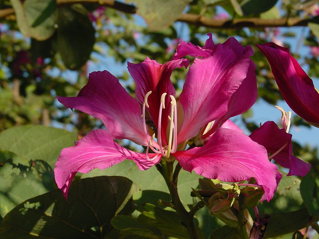 Bauhinia macranthera